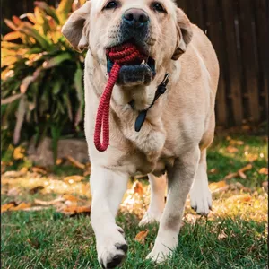 Imagem de capa para o Ebook Protocolo cães descontrolados 