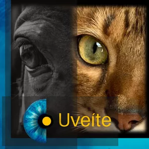 Imagem de capa para o Curso online Oftalmologia Veterinária - Uveíte: tudo o que eu preciso saber para ser completo na Medicina Veterinária