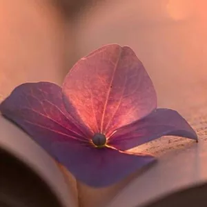 Imagem de capa para o Serviço online PACOTE TERAPÊUTICO