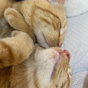 Imagen de portada para Curso online Hermanos Gatos y Otros Lazos