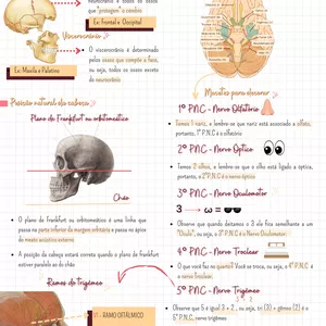 Imagem de capa para o Ebook Resumo -  Topografia da cabeça