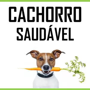 Cachorro Saudável