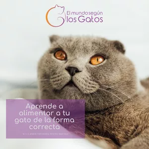 Imagen de portada para Ebook Hábitos alimenticios en gatos 