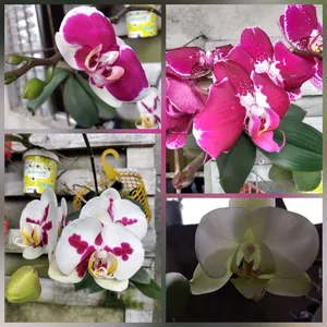 Imagem de capa para o Ebook Como cuidar de orquídeas Phalaenópsis  2.0
