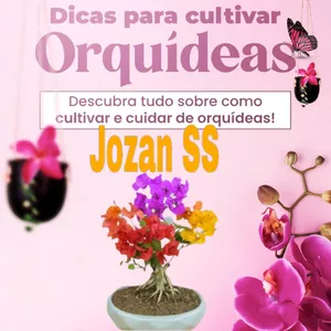Imagem de capa para o Ebook Orquídeas em casa
