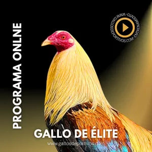 Imagen de portada para Curso online Gallo de Elite