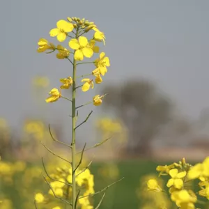 Imagem de capa para o Ebook TDA: Desafios e Estratégias para Adultos e Adolescentes