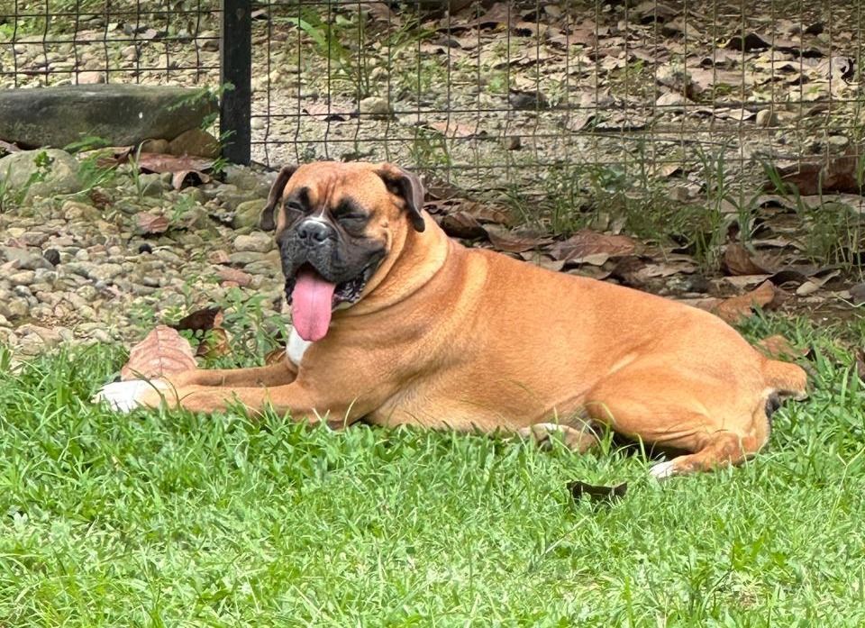 Mariana S., tutora do Rex