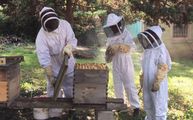 The Beekeeping Course logo