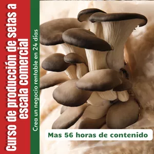 Imagen de portada para Curso online Cultivo de Setas Orellanas a escala Comercial