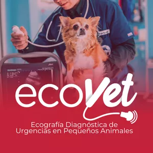 Imagen de portada para Curso online Programa Ecografía Diagnostica de Urgencias en Pequeños Animales