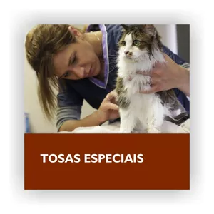 Curso Tosas especiais