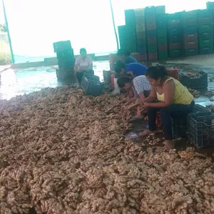 Imagen de portada para Curso online cultivo organico de jengibre