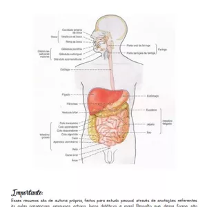 Imagem de capa para o Ebook Resumo de Anatomia Sistema Digestório