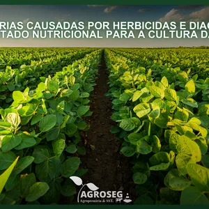Imagem de capa para o Ebook GUIA DE INJÚRIAS CAUSADAS POR HERBICIDAS E DIAGNOSE VISUAL DO ESTADO NUTRICIONAL PARA A CULTURA DA SOJA