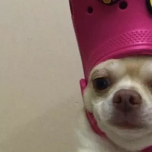 Imagen de portada para Curso online Perros y gatos 
