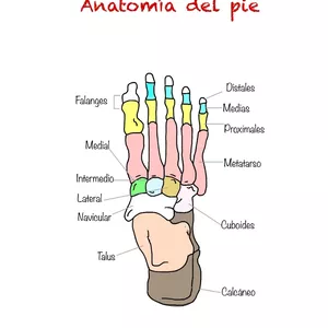 Imagen de portada para Curso online Anatomía del pie 