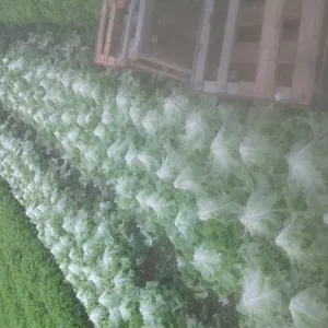 Imagem de capa para o Ebook Guia prático de hortas orgânicas para negócio lucrativo