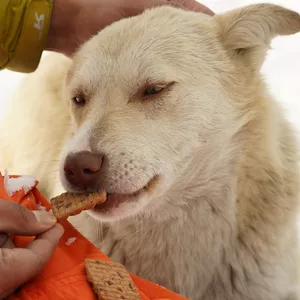 Imagem de capa para o Ebook Curso de Nutrição e Cuidados para Cães: Saúde Canina em Foco