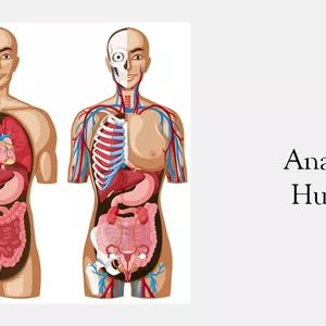 Imagem de capa para o Ebook Resumo Anatomia Humana - Introdução a Anatomia