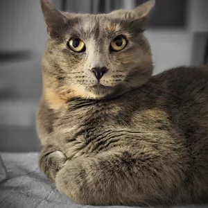 Imagen de portada para Ebook GUIA DE ADIESTRAMIENTO EN GATOS