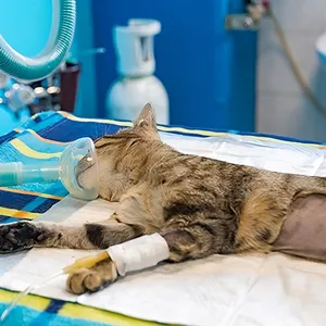 Imagen de portada para Curso online Certificado + 9 Masterclass de Anestesia 2023