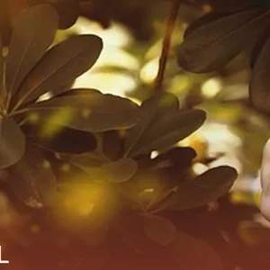 Imagen de portada para Curso online Suscripción VIP Casa de Luna