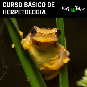 Imagem de capa para o Curso online Curso básico de Herpetologia