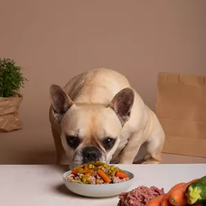 Imagem de capa para o Serviço online Consultoria Nutricional para Cachorro