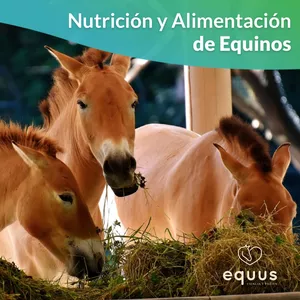 Imagem principal do produto Nutrición y Alimentación de Equinos