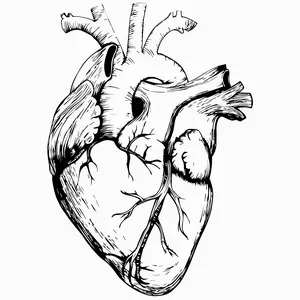 Cover image for Online course Heart Outline | Heart DIGITAL DOWNLOAD | png eps Instant Digital Download