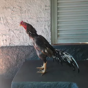 Imagem do curso COMO ESCOLHER AS AVES PARA COMEÇAR UMA CRIAÇÃO DE GALOS COMBATENTES.