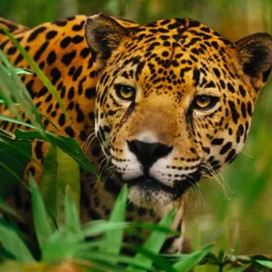 Imagen de portada para Curso online Ecosistemas: El Mundo de los Animales y las Plantas