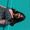Wendie Veloz
