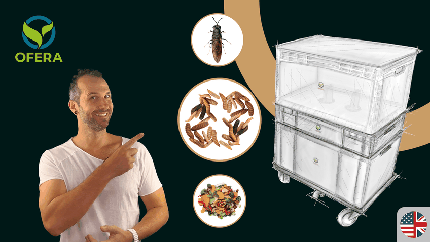 Build your own black soldier fly breeding box and get started