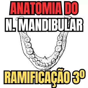 Imagem de capa para o Ebook PDF - Anatomia do nervo mandibular - Ramo 3 do nervo trigêmeo - Aula 74
