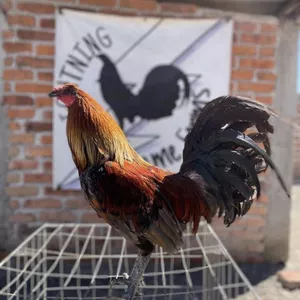 Cover image for Online course How To Create A New Gamefowl Strain/family.