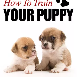 Cover image for Ebook HOW TO TRAIN YOUR PUPPY (E-BOOK).