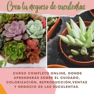 Imagen de portada para Curso online curso de suculentas