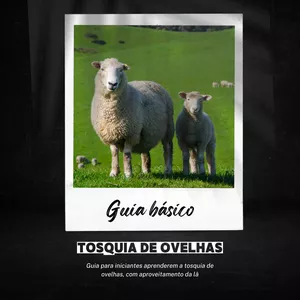 Imagem de capa para o Ebook Guia básico: aprenda a tosquiar suas ovelhas da maneira correta.