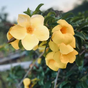 Imagen de portada para Curso online Flores amarillas 