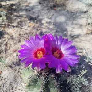 Imagen de portada para Curso online Curso de Ecología General