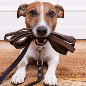 Imagem de capa para o Ebook Curso Adestramento de Cães pdf