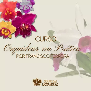 Imagem de capa para o Curso online CURSO ORQUÍDEAS NA PRÁTICA