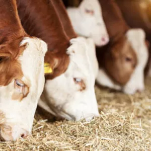 Imagen de portada para Curso online Engorde de Bovinos