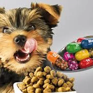 Imagen de portada para Curso online  nutrición para mascotas para mascotas 
