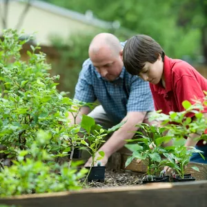 Imagem de capa para o Curso online Cultive Rosas Deslumbrantes: Guia Completo para Iniciantes