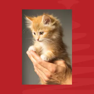 Imagem de capa para o Ebook como domesticar um gato