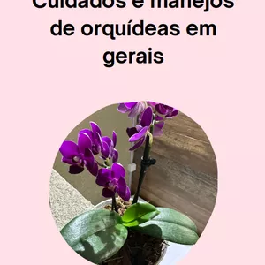 Imagem de capa para o Ebook Curso e manejo de orquídeas em gerais