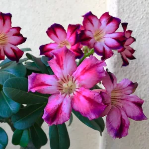 Imagem de capa para o Ebook https://pay.hotmart.com/V100236918M